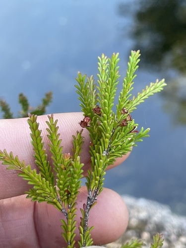 Baeckea omissa (Baeckea omissa)