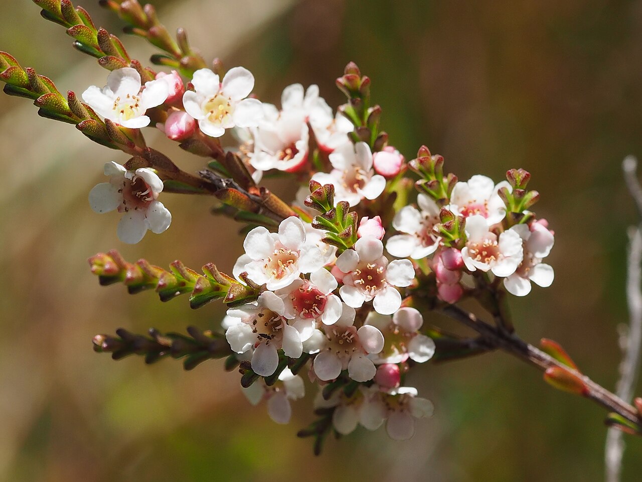 Baeckea omissa: Baeckea omissa in Cathedral Rock National Park