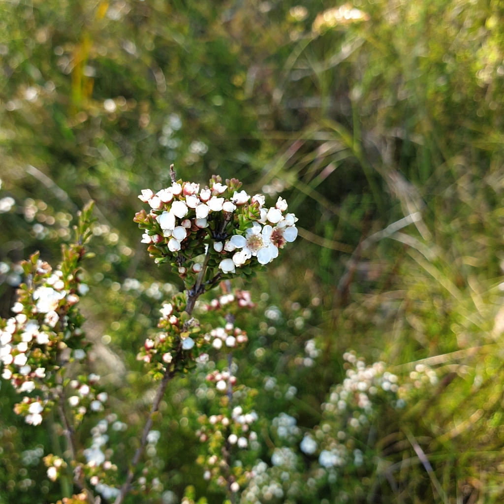 Baeckea omissa (Baeckea omissa)