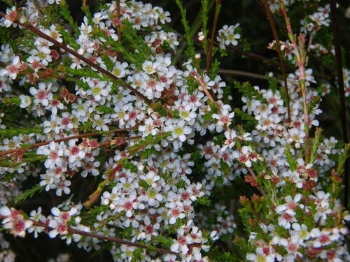 Baeckea omissa (Baeckea omissa)