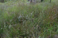 Baeckea omissa (Baeckea omissa)