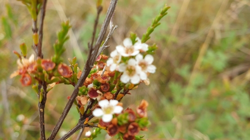 Baeckea omissa (Baeckea omissa)