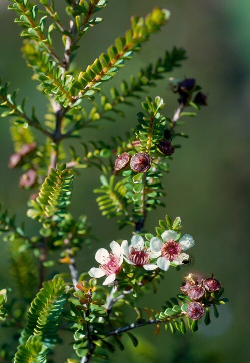 Baeckea subcuneata: Baeckea subcuneata in Kings Park Botanic Garden, Perth, Western Australia