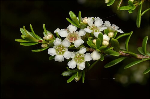 Baeckea utilis: Baeckea utilis at Gloucester Tops in Barrington Tops National Park, New South Wales