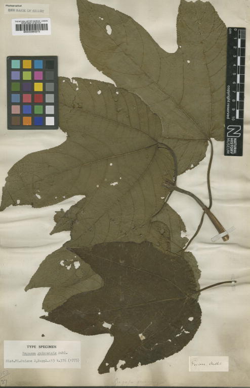 Bagassa guianensis: Bagassa guianensis Aubl. - herbier collecté par Aublet en Guyane, conservé au British Museum BM000993272