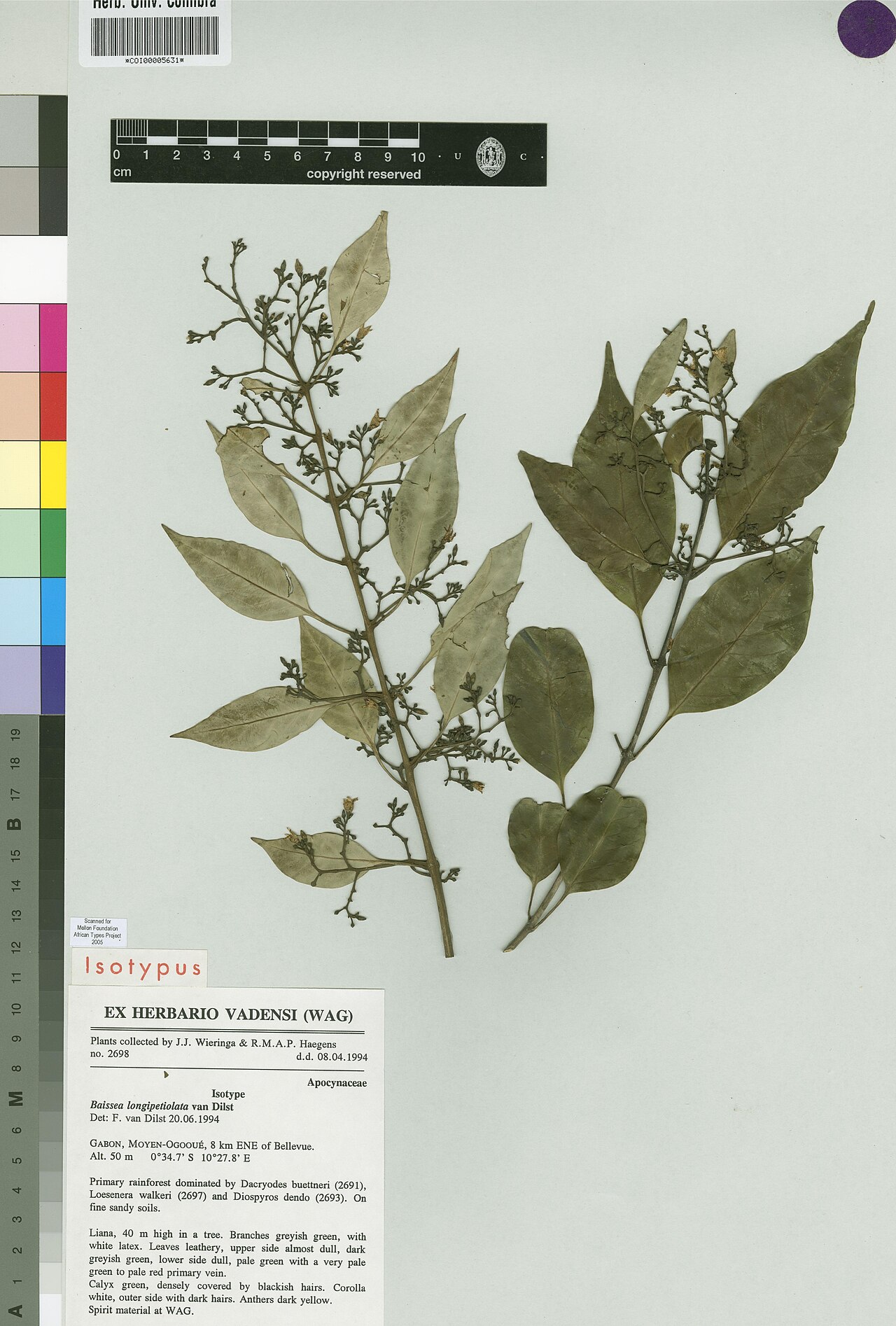 Baissea longipetiolata: Photograph of Isotype of Baissea longipetiolata at Herbarium of the University of Coimbra, Portugal (COI). Specimen COI00005631. http://coicatalogue.uc.pt/speci