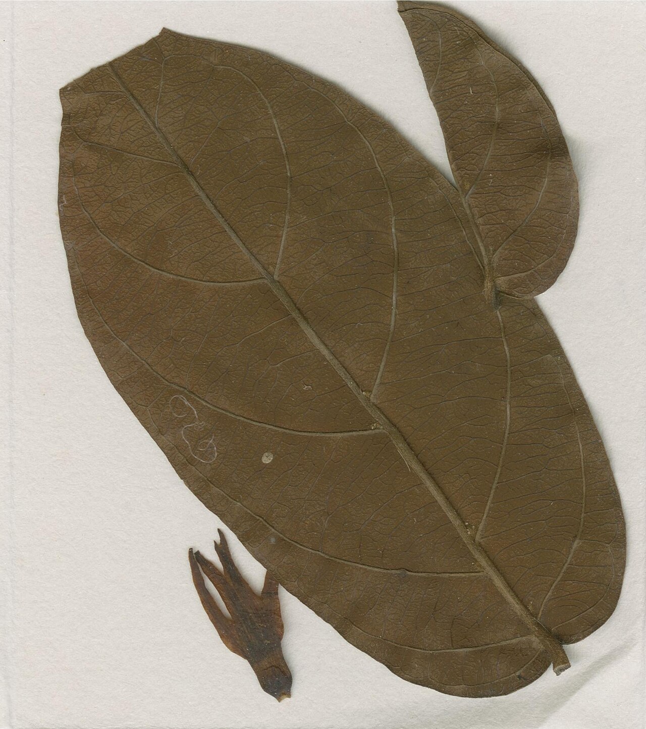 Baissea major: Photograph of Isotype of Baissea major at Herbarium of the University of Coimbra, Portugal (COI). Specimen COI00005340. http://coicatalogue.uc.pt/specimen/COI00