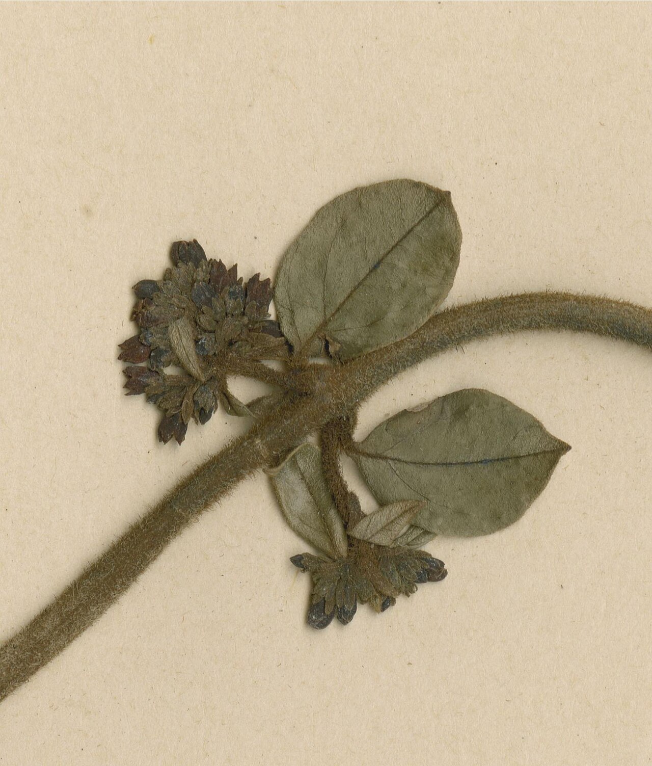 Baissea myrtifolia: Photograph of Isotype of Baissea myrtifolia at Herbarium of the University of Coimbra, Portugal (COI). Specimen COI00005345. http://coicatalogue.uc.pt/specimen/