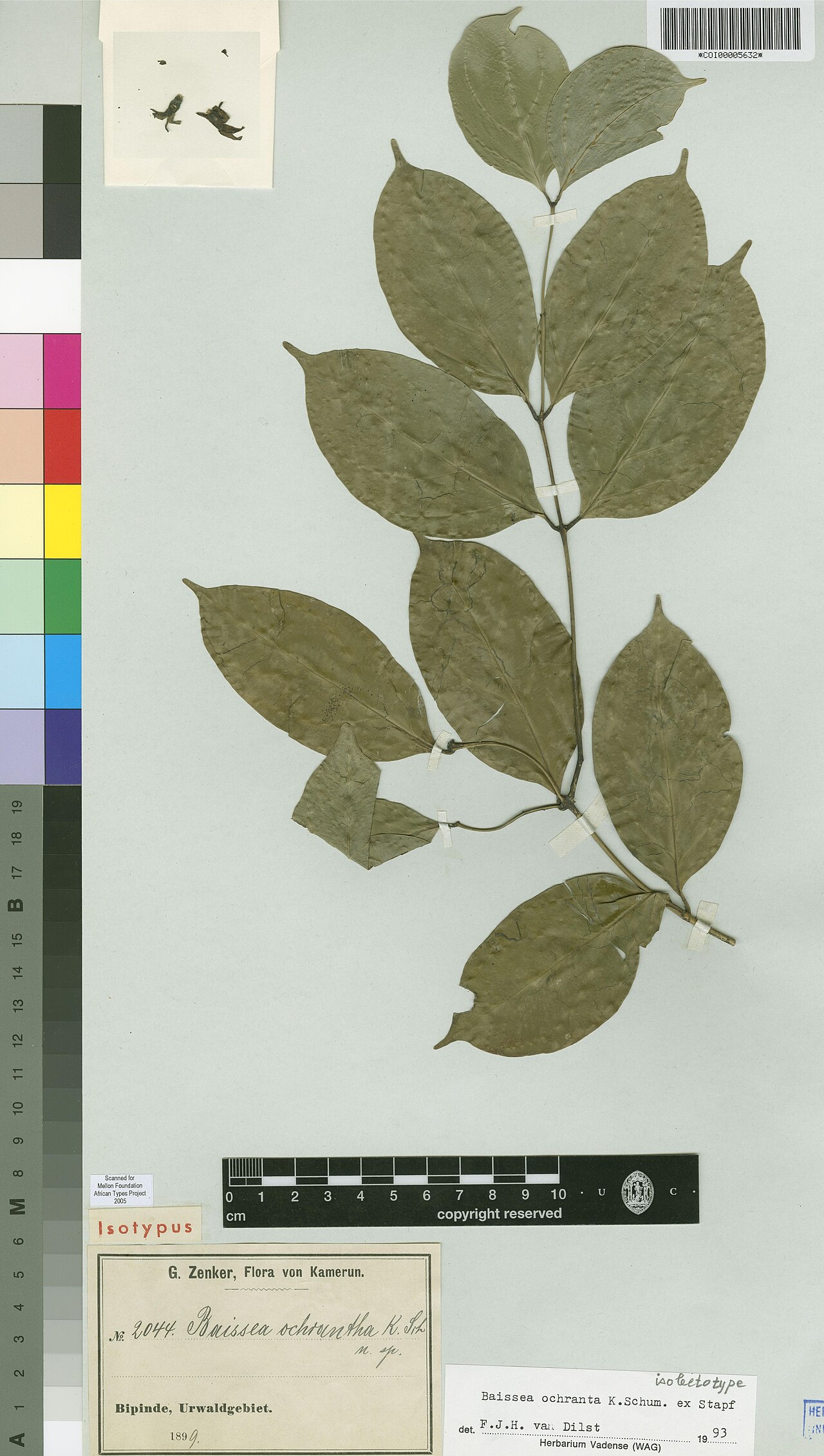 Baissea ochrantha: Photograph of Isotype of Baissea ochrantha at Herbarium of the University of Coimbra, Portugal (COI). Specimen COI00005632. http://coicatalogue.uc.pt/specimen/C