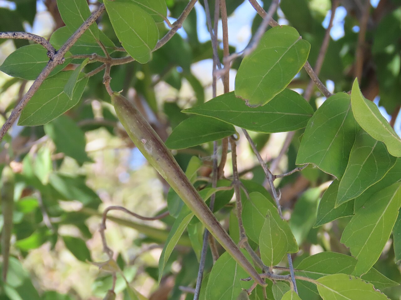Baissea wulfhorstii: False-Poisonrope ( Baissea wulfhorstii ) in Namibia