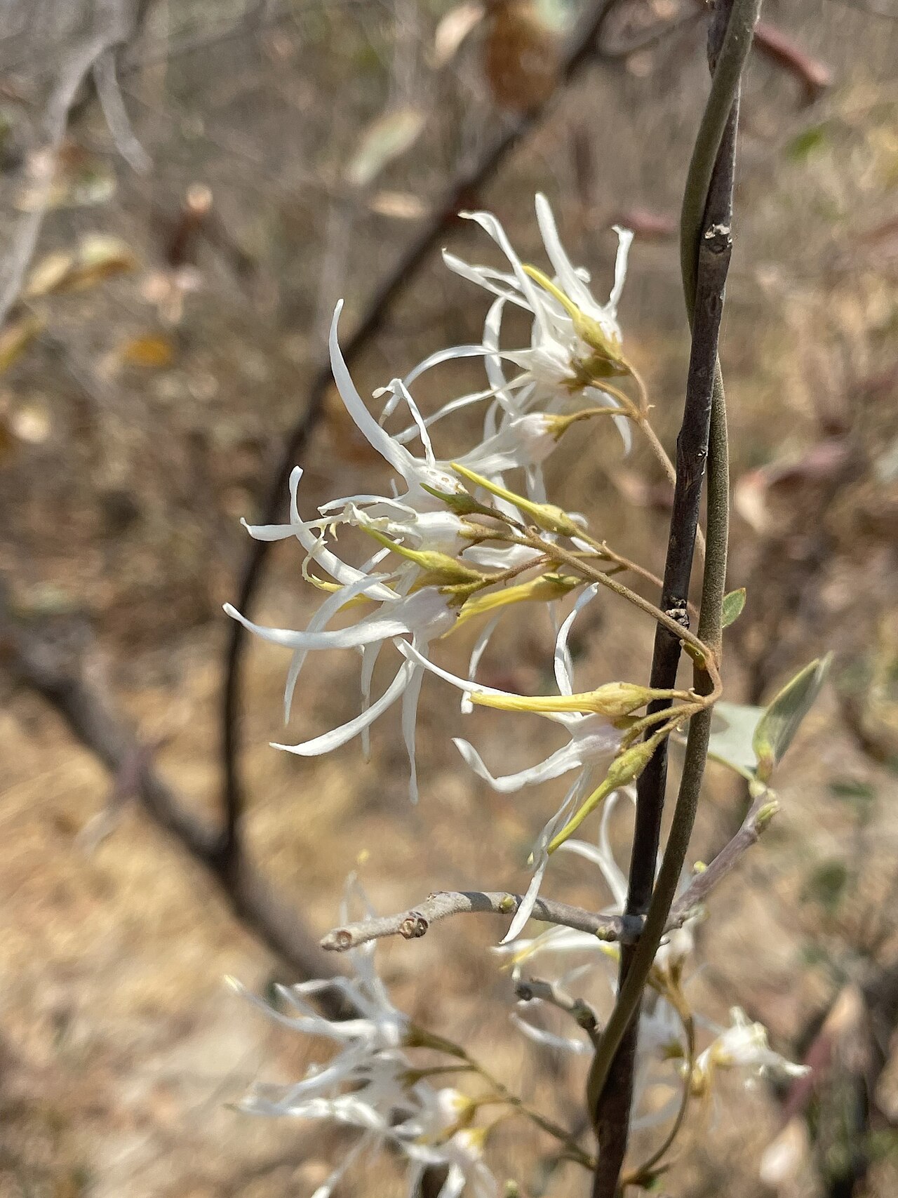 Baissea wulfhorstii: False-Poisonrope