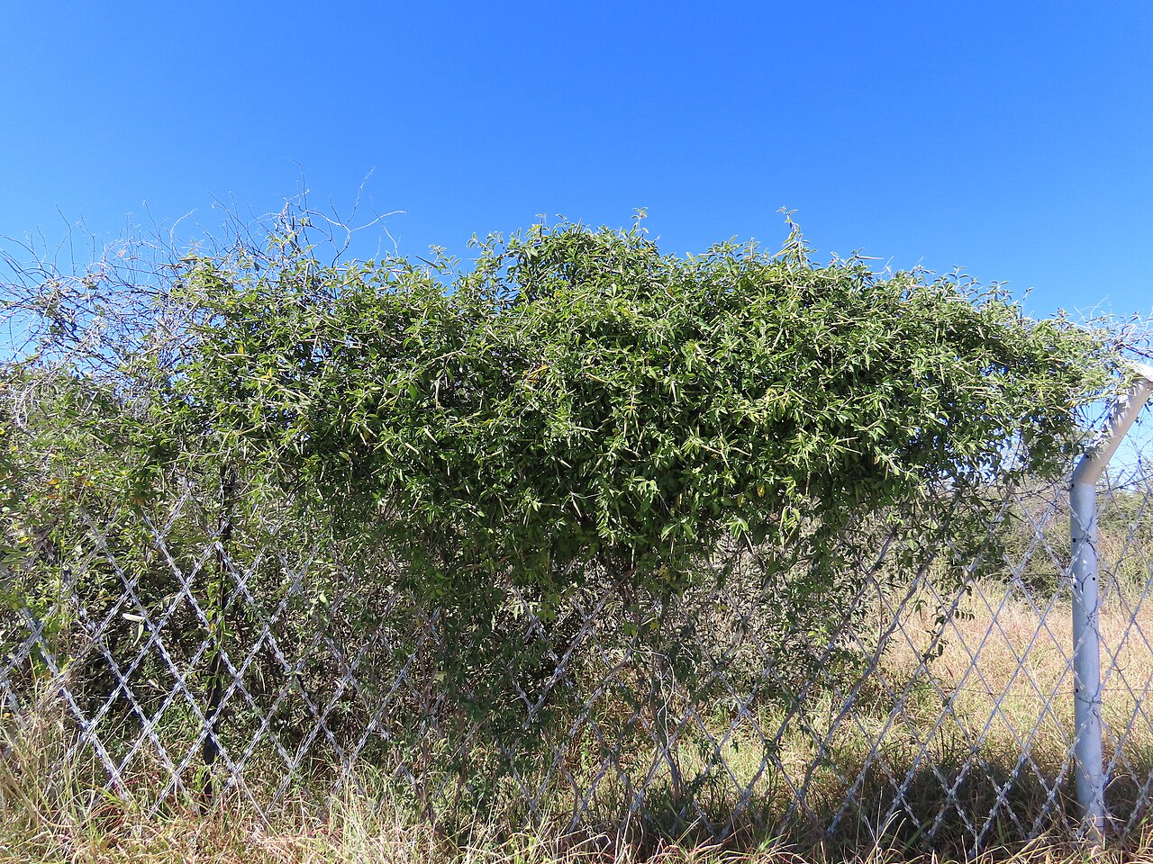 Baissea wulfhorstii: False-Poisonrope ( Baissea wulfhorstii ) in Namibia