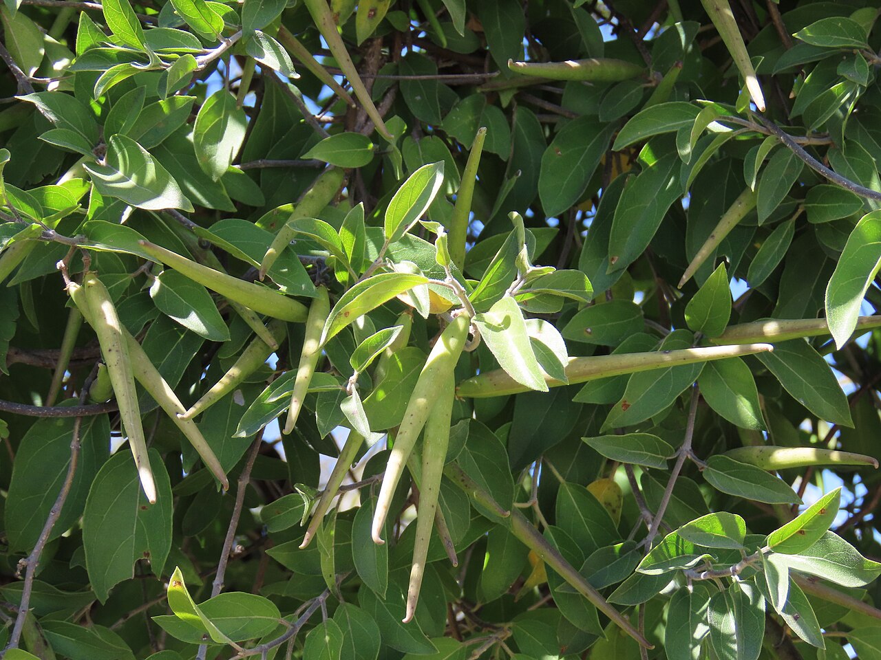 Baissea wulfhorstii: False-Poisonrope ( Baissea wulfhorstii ) in Namibia