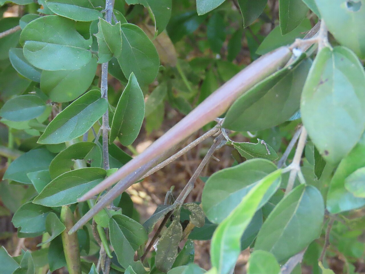 Baissea wulfhorstii: False-Poisonrope ( Baissea wulfhorstii ) in Angola