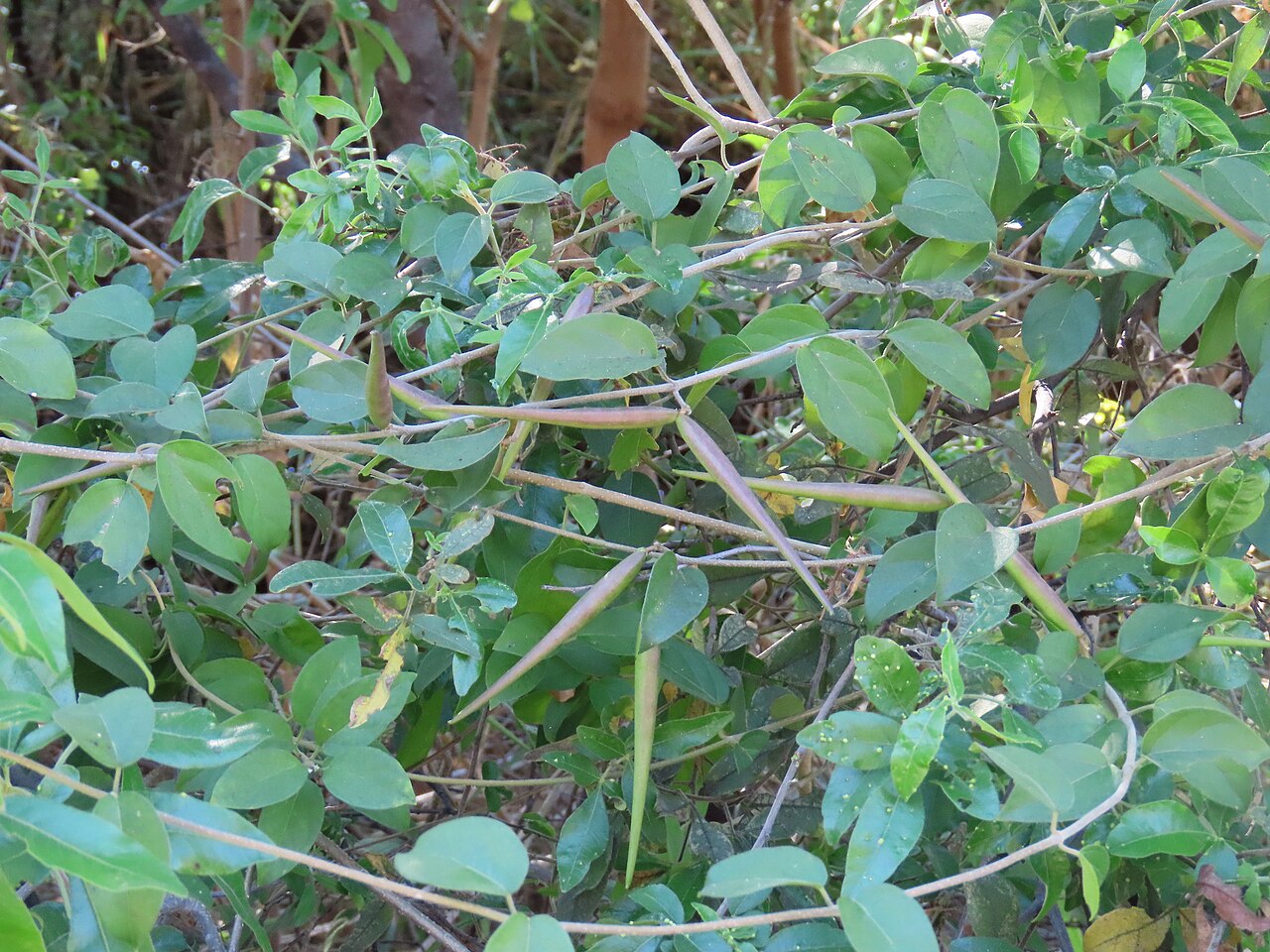 Baissea wulfhorstii: False-Poisonrope ( Baissea wulfhorstii ) in Angola