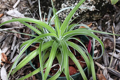 Bakerantha caerulea: Hechtia caerulea