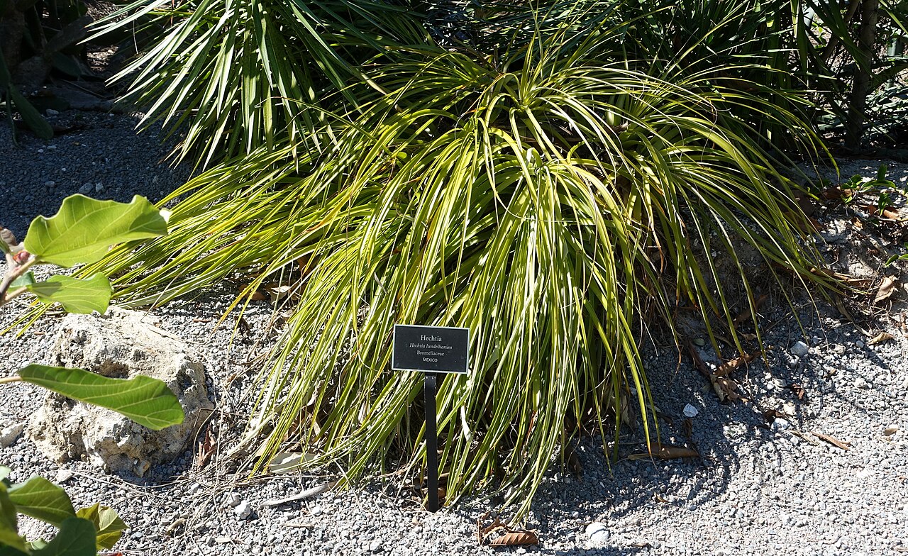 Bakerantha lundelliorum: Botanical specimen in the Naples Botanical Garden - Naples, Florida, USA.