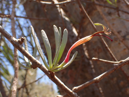 Bakerella belohensis (Bakerella belohensis)