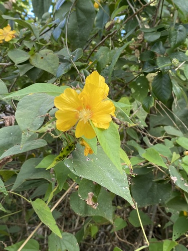 Bakeridesia gaumeri (Bakeridesia gaumeri)