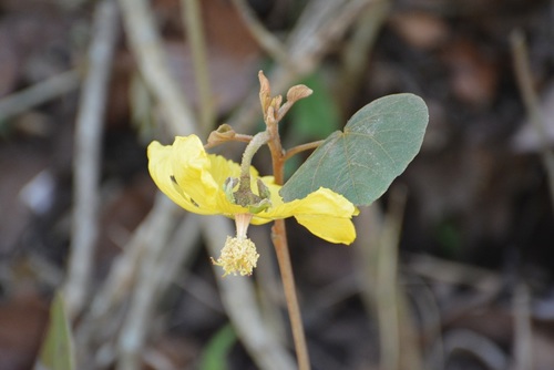 Bakeridesia gloriosa (Bakeridesia gloriosa)