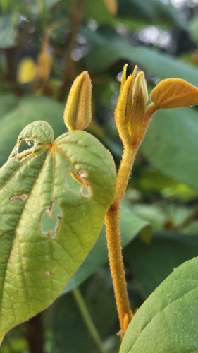 Bakeridesia yucatana (Bakeridesia yucatana)