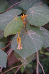 Bakeridesia yucatana (Bakeridesia yucatana)