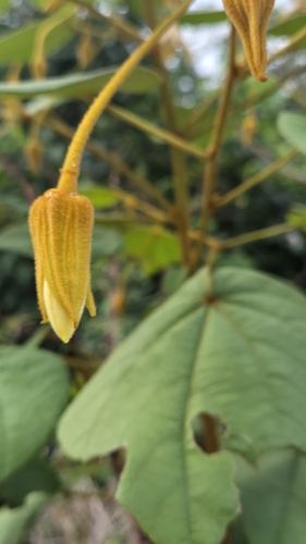 Bakeridesia yucatana (Bakeridesia yucatana)