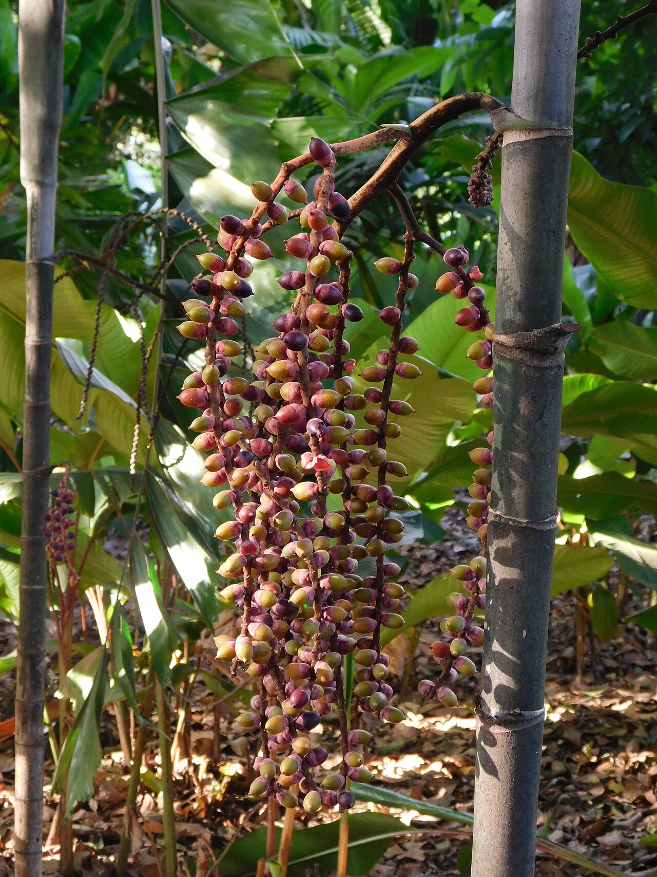 Balaka longirostris: Jardim Botânico Plantarum is a Brazilian reference center for research and conservation of flora. It was designed from 1990 on the initiative of the Brazilian a