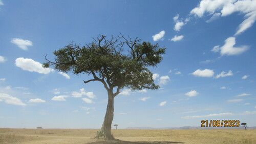 Desert date (Balanites aegyptiaca)
