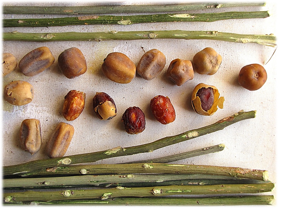 Desert date: Detail of sticks from one of several types of trees used for African toothbrushes; side by side with detail of its small fruit (fruit shown here about 1 inch/ap