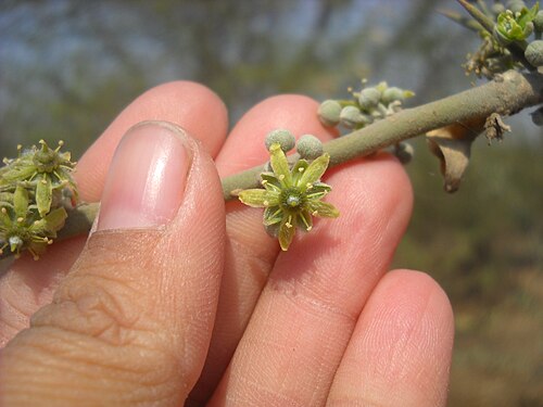 Desert date: Balanites aegyptiaca flower