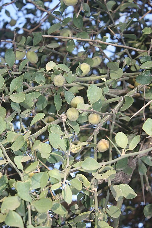 Desert date: Fruiting branches of Desert Date, Balanites aegyptiaca, in Fada N'Gourma, Burkina Faso