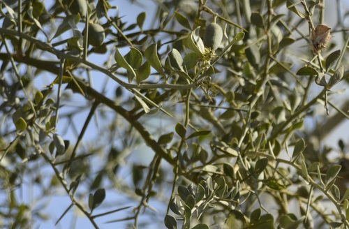 Desert date (Balanites aegyptiaca)