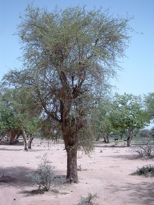 Desert date: Balanites aegyptiaca , near Fadar-Fadar, Oudalan, Burkina Faso.