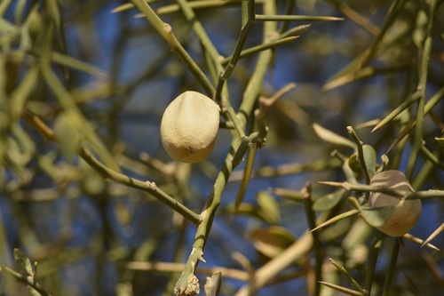 Desert date (Balanites aegyptiaca)
