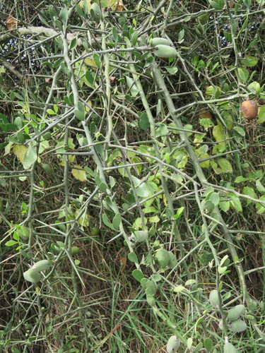 Desert date (Balanites aegyptiaca)