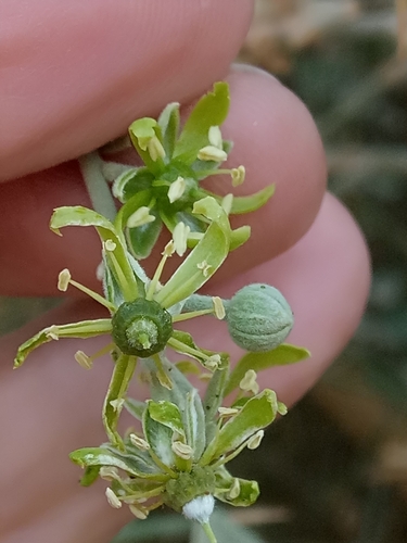 Desert date (Balanites aegyptiaca)