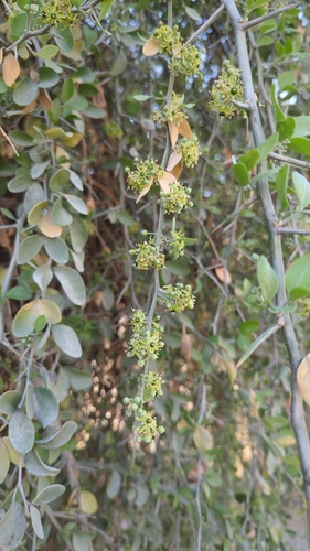 Desert date (Balanites aegyptiaca)