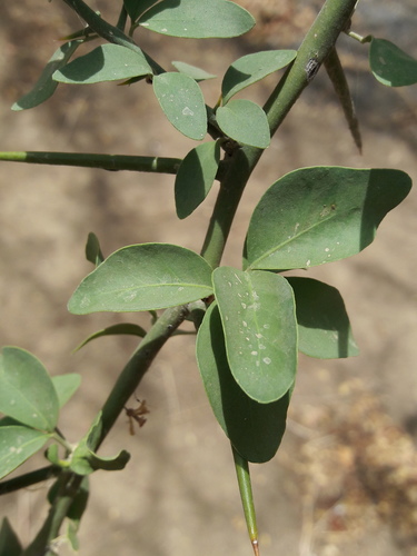 Desert date (Balanites aegyptiaca)