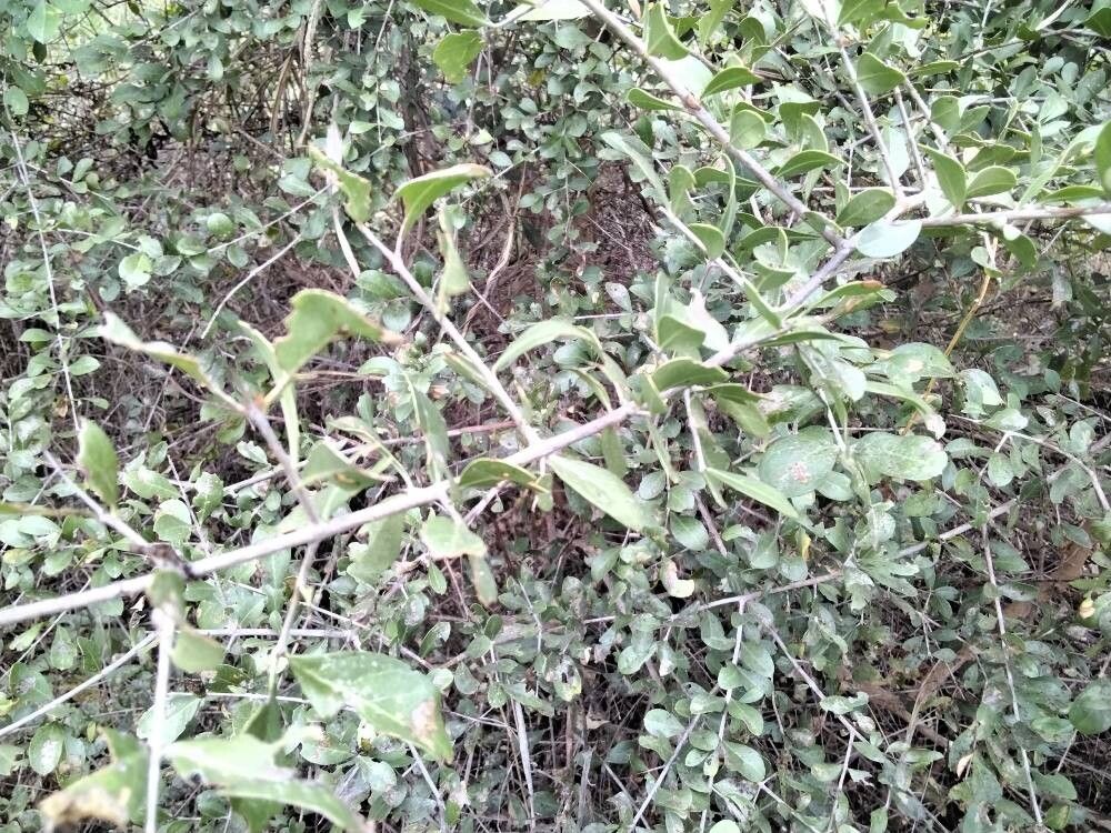 Balanites glabra (Balanites glabra)