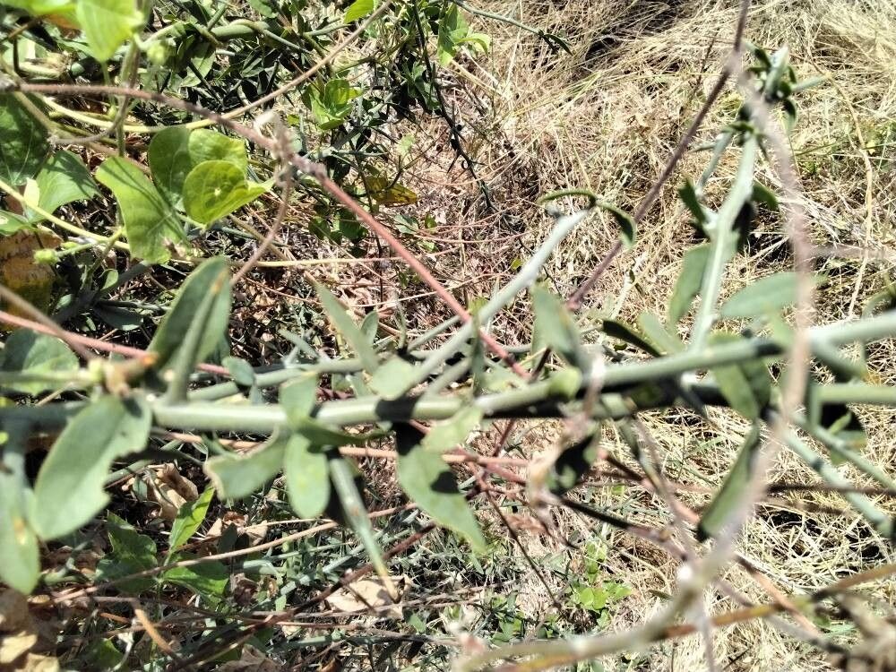 Balanites glabra (Balanites glabra)
