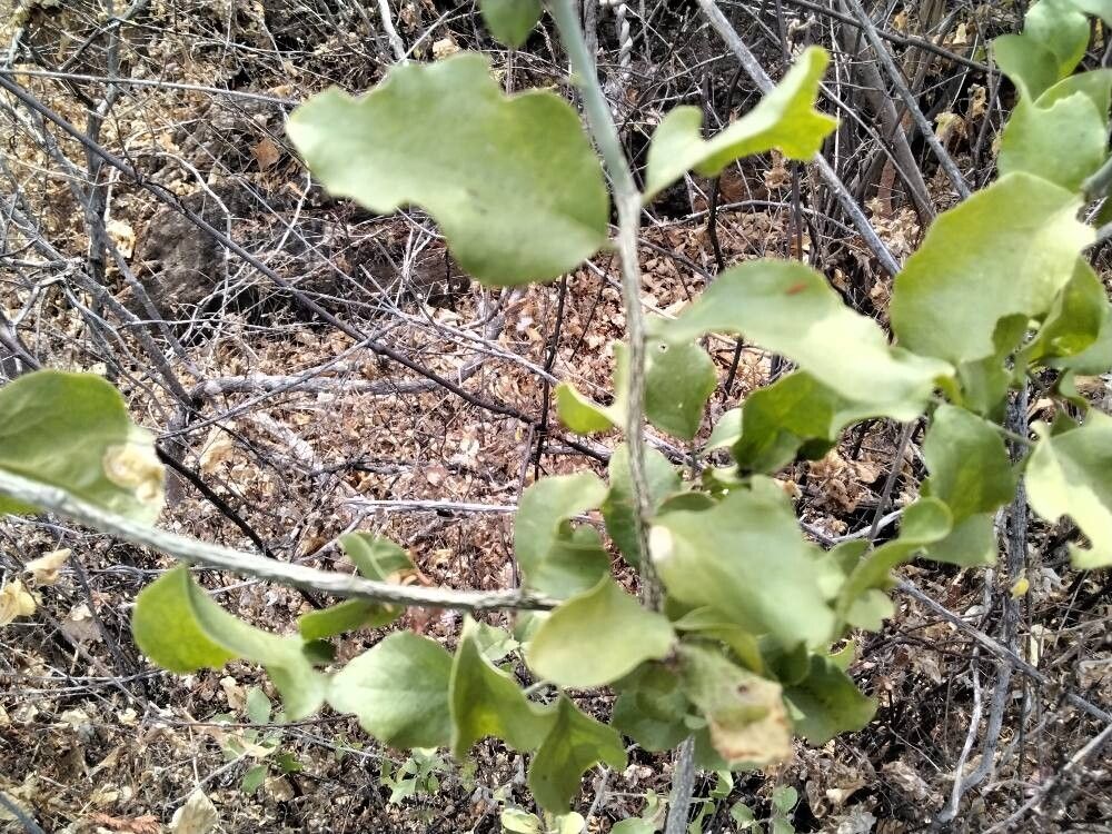 Balanites glabra (Balanites glabra)
