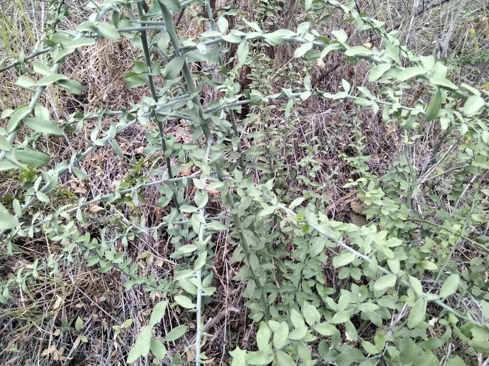 Balanites glabra (Balanites glabra)