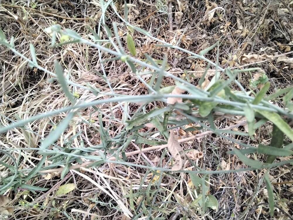 Balanites glabra (Balanites glabra)