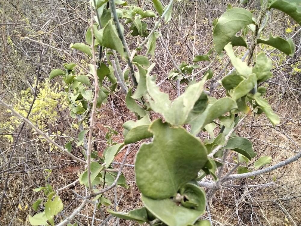 Balanites glabra (Balanites glabra)