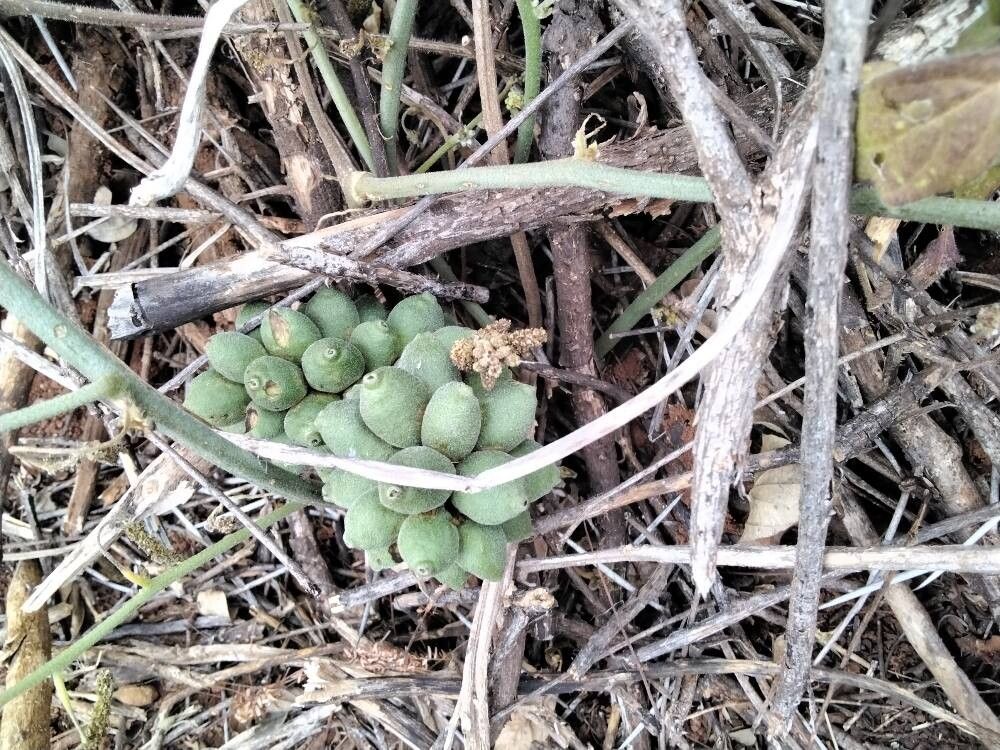 Balanites glabra (Balanites glabra)