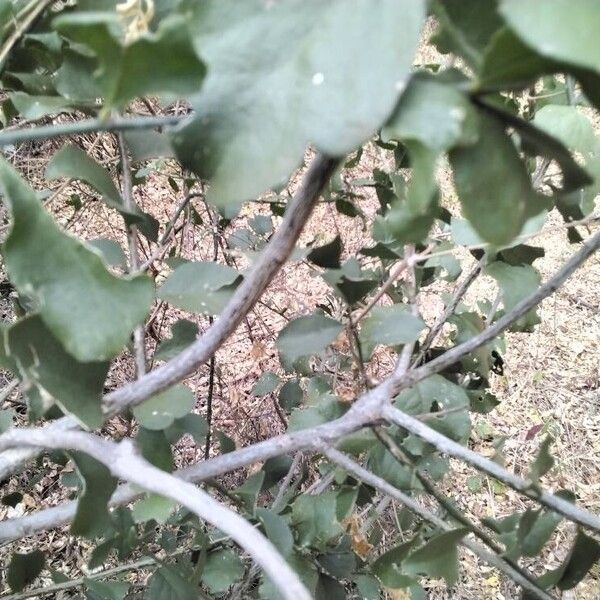Balanites glabra (Balanites glabra)