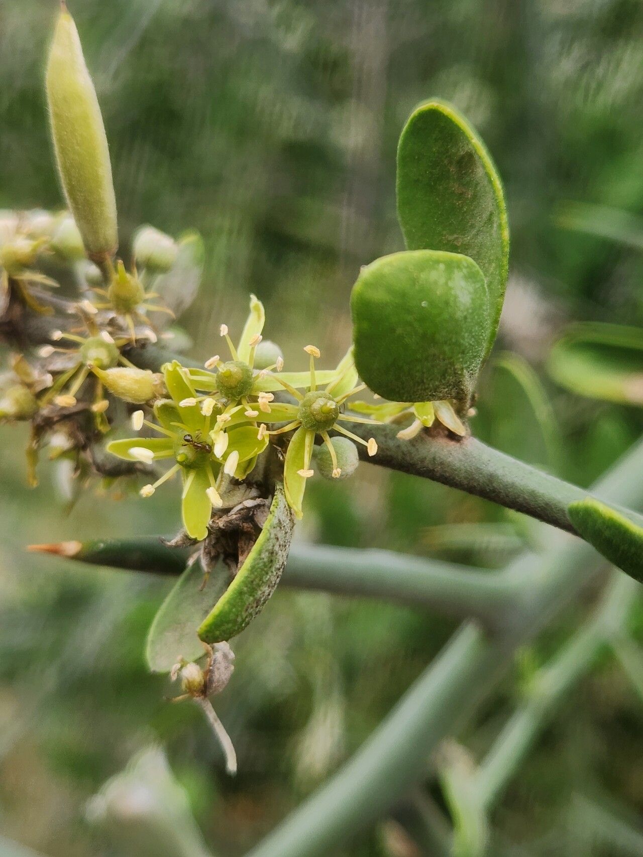 Balanites glabra (Balanites glabra)