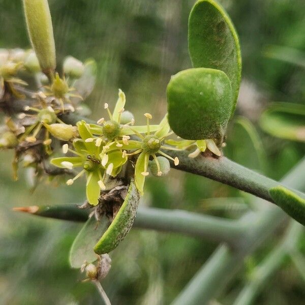 Balanites glabra (Balanites glabra)