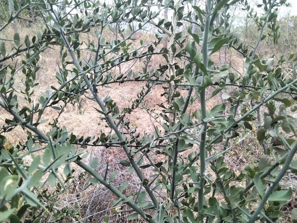 Balanites glabra (Balanites glabra)
